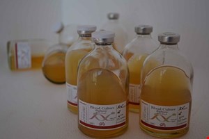 دیفازیک بزرگسال ویال بزرگ