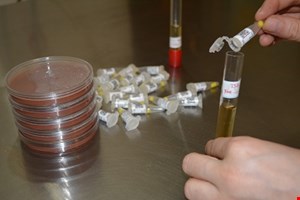 سوش باکتریایی E.Coli ATCC 25922