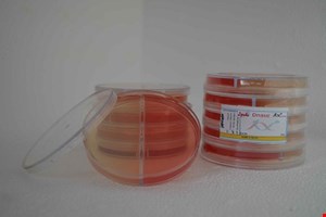 8cm Mannitol Salt Agar/Dnase