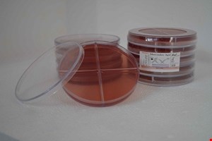 پلیت مکانکی آگار10cm چهار خانه