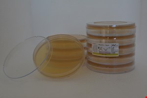  پلیت مولر هینتون آگار 9cm 