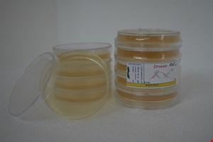 محیط کشت پلیت 6cm Dnase