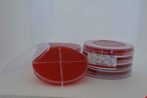  پلیت بلاد آگار 10cm چهار خانه