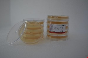 محیط کشت سابارو دکستروز آگار 6cm