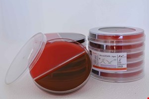 پلیت 8cm BA/EMB