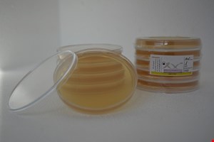  پلیت نوترینت آگار 8cm 